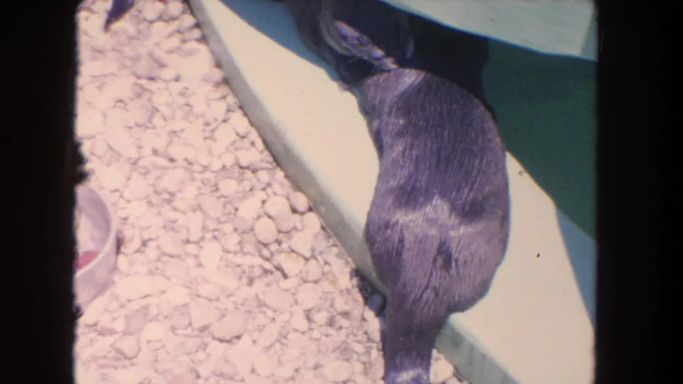 1962 Los Angeles 8mm frame showing a seal near the edge of a clear aquarium pool, with gravel and coping visible.