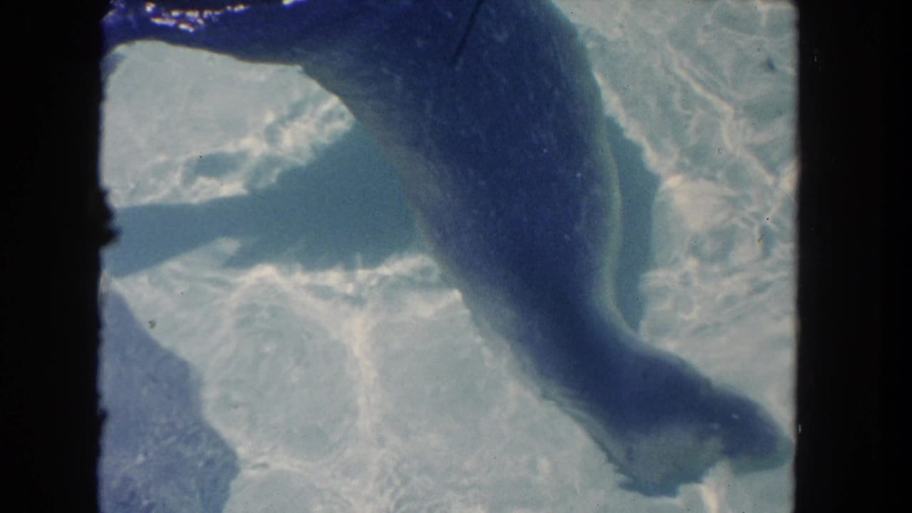 Seal seen from above as it swims through clear blue aquarium water in the 1962 Los Angeles home-movie footage.