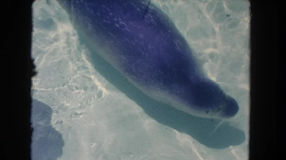 Overhead 8mm view of a seal moving through pale aquarium water, its body softened by surface reflections.
