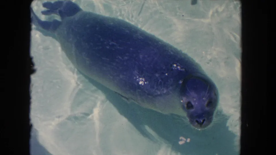 1962 Los Angeles aquarium shot of a seal looking toward the camera in clear water, with spotted fur visible beneath the surface.