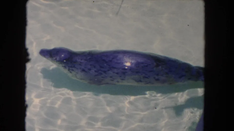 A seal moves through a clear pool in this 1962 Los Angeles home-movie frame, seen from a high visitor viewpoint.