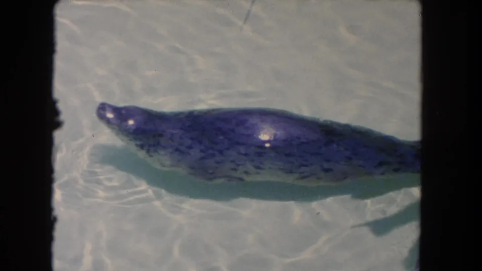 Close 8mm view of the seal near the pool edge, with spotted markings visible under rippling water.