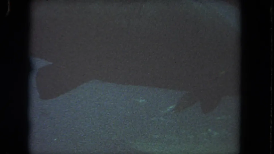 1962 Los Angeles-area 8mm frame showing a partial large marine body in shadow, with blue-green water and heavy film grain.