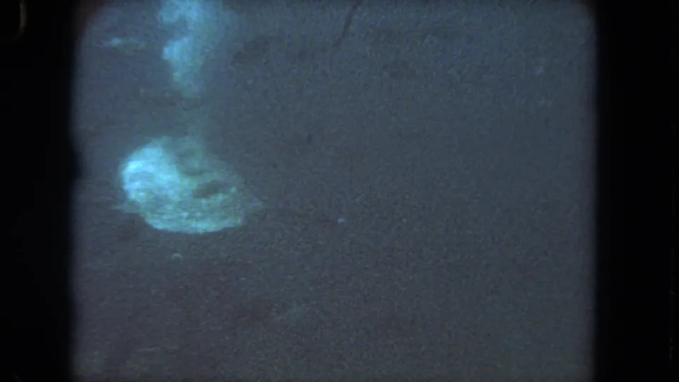 A pale sea turtle appears in murky blue underwater 8mm footage from the supplied 1962 Los Angeles clip metadata.