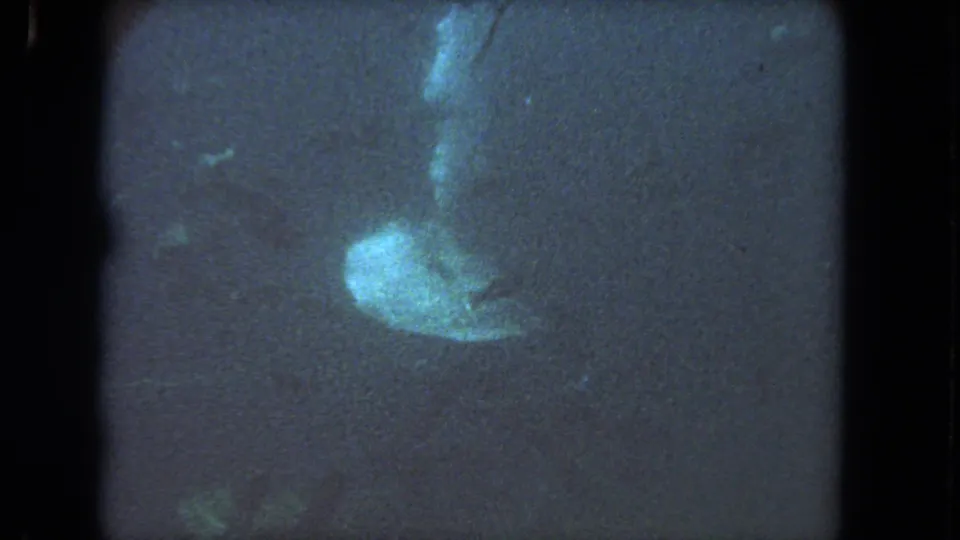 A bright turtle form appears lower in the frame, surrounded by murky water and prominent 8mm film texture.