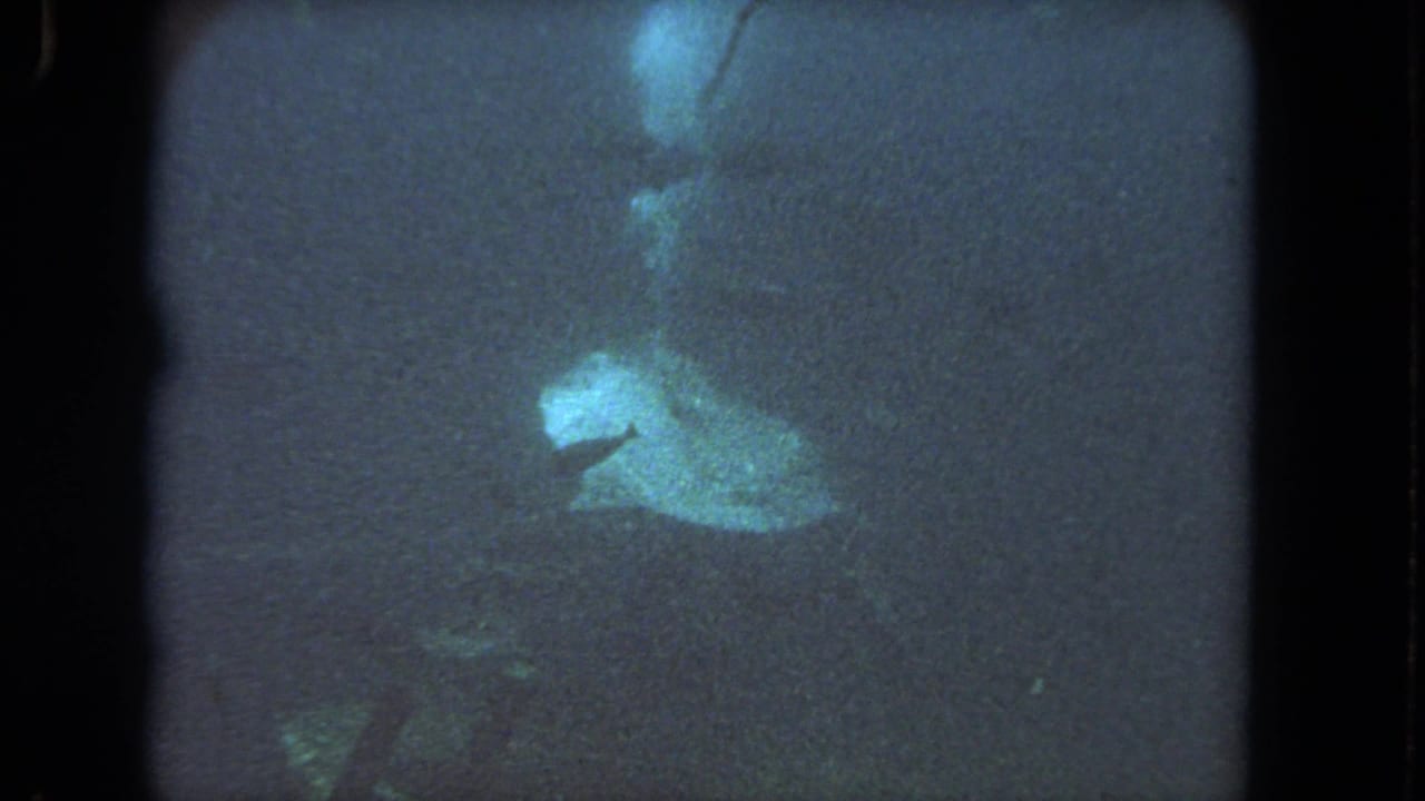 Pale marine animal in dark blue water with grainy frame edges.