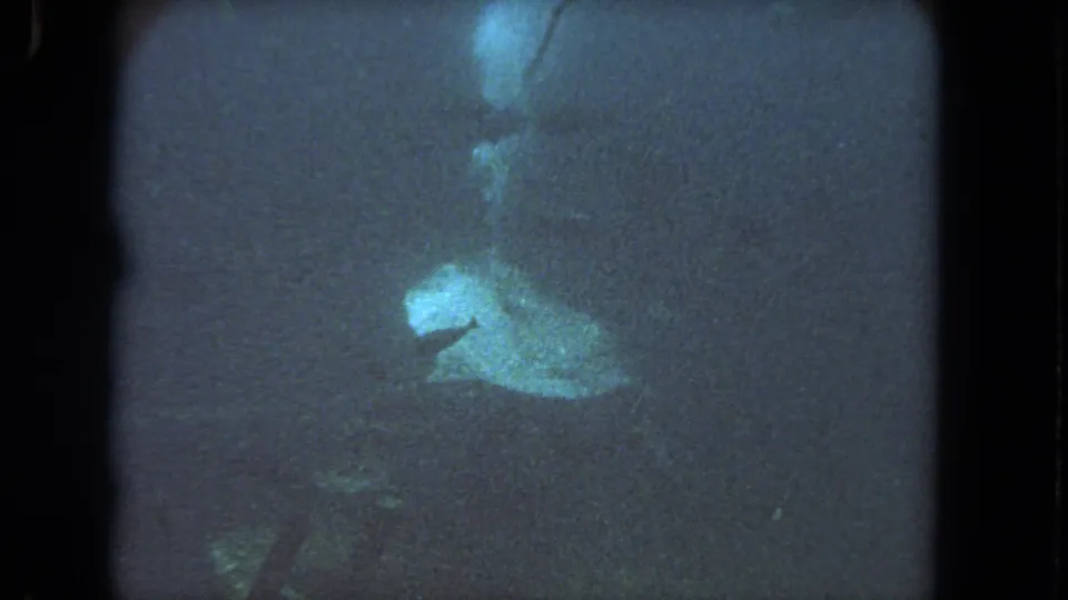 1962 Los Angeles area 8mm frame showing a pale marine animal moving through dark blue water with murky exposure.