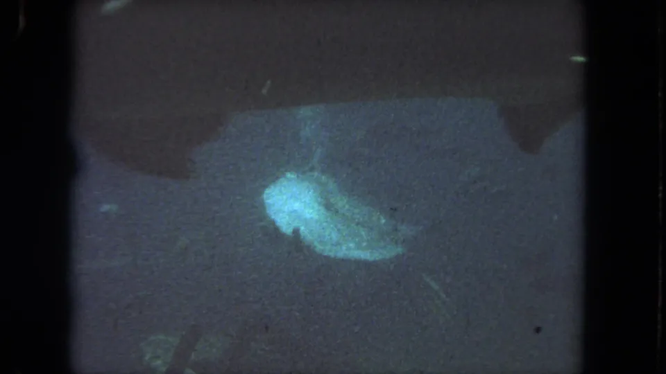 A pale marine animal is seen in a dim blue underwater scene from the 1962 8mm Los Angeles-area clip.