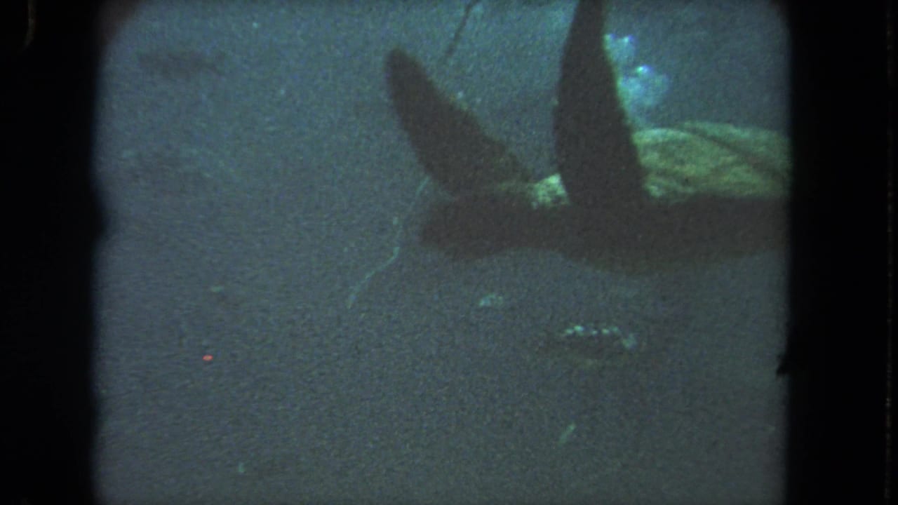 Sea turtle flipper and shell area near the upper right of a dark underwater frame.