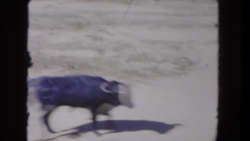 Motion-blurred 1962 Los Angeles 8mm frame showing the black bull running across the sunlit arena after the cape pass.