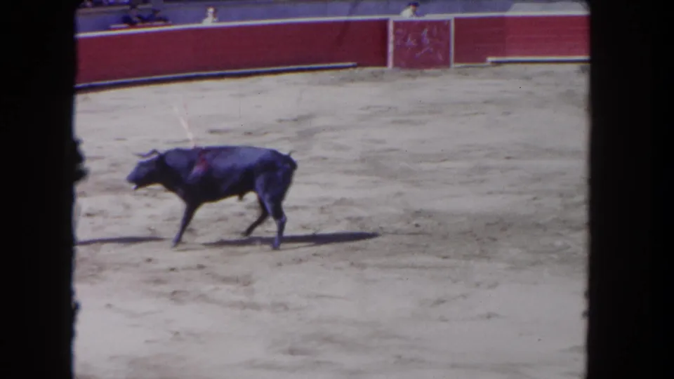 Dark bull in full charge across the arena floor in a 1962 8mm spectator record; objects on the bull's back suggest banderillas.