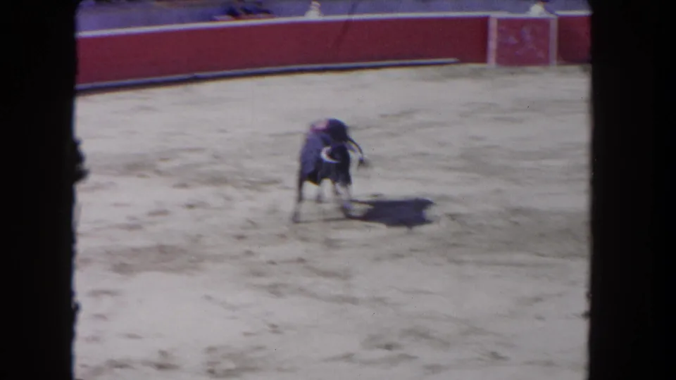 Bull buckled low in the arena sand in the closing seconds of a 1962 8mm bullfighting sequence; motion blur from handheld capture.