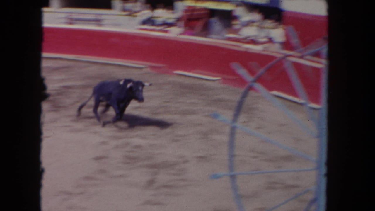 Dark bull crossing a sandy bullfighting arena recorded in Los Angeles, California, 1962; red barrera panels and spectators in background stands.