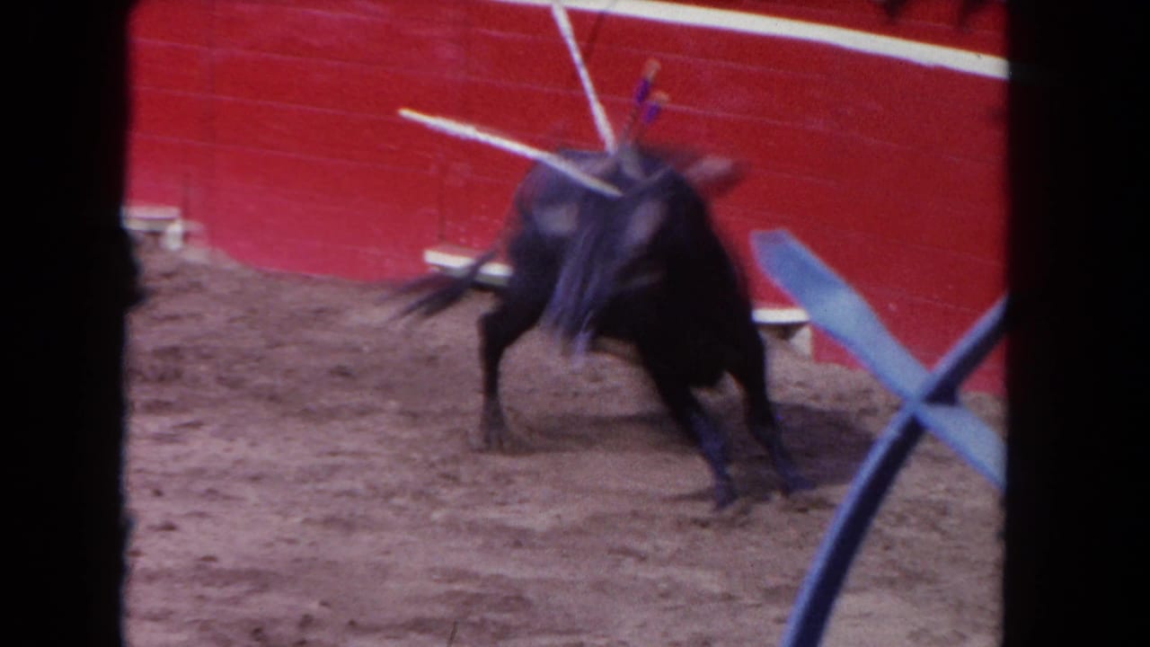Black bull lunging in a dirt arena near a red wall, with banderillas visible on its back.