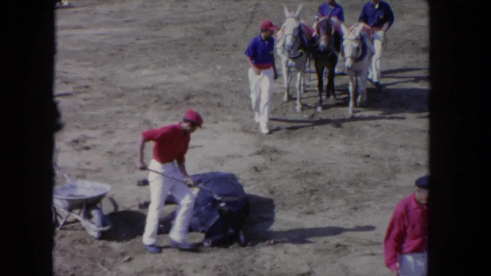 1960s 8mm frame: worker in red shirt and white pants works a metal cart near fallen bull on arena sand; two gray mules with white-trousered handlers wait in background.