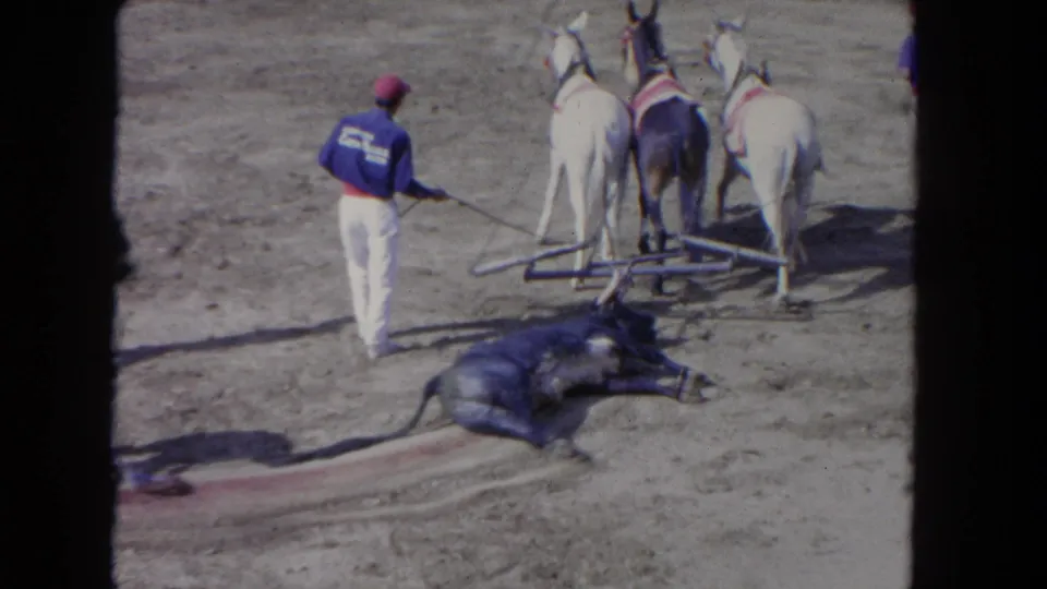 8mm home-movie frame circa 1962 showing a uniformed man from behind guiding two decorated white horses while a large dark animal lies prone on a dusty open arena floor.