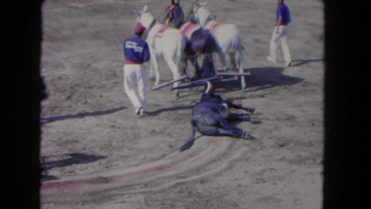 Dark horse lying motionless on a dirt track; workers in blue uniforms attend nearby while a white horse stands close.
