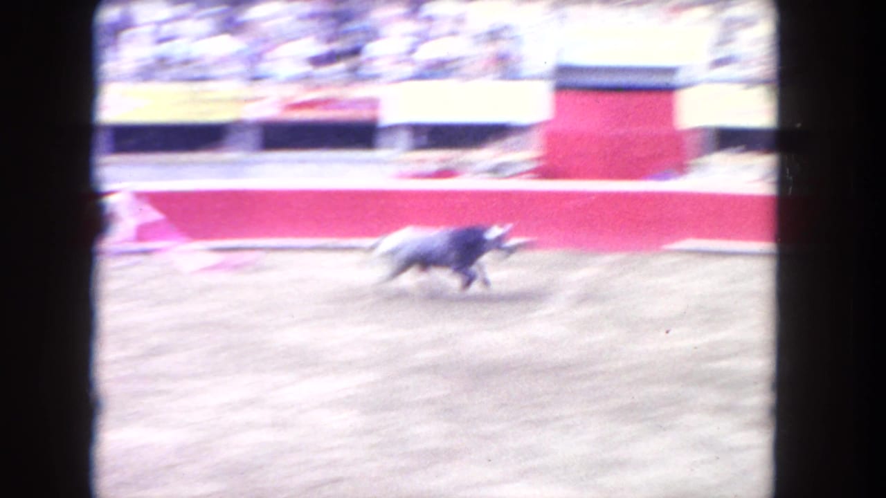 A dark bull runs at speed across the dusty arena in the 1962 Los Angeles home-movie footage, with red arena walls and blurred stands behind it.