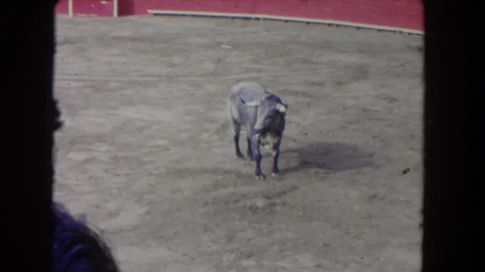 Dark bull at rest or turning in a sandy corrida arena, circa 1962, filmed from spectator stands on 8mm color film; red barrera partially visible at upper-left edge.