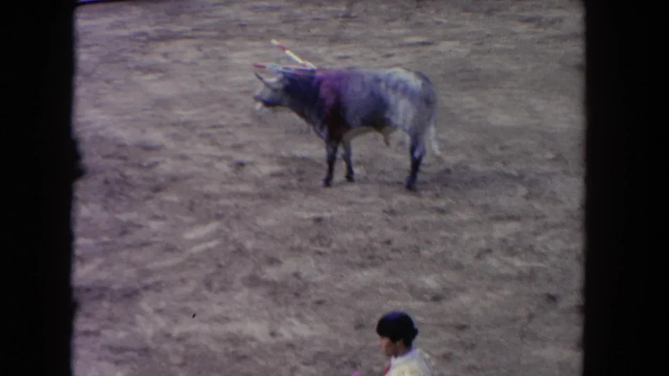 A gray bull in profile reveals blood on its flank and banderillas in its withers in a bullring circa 1962; a matador's head is partially visible at the lower frame edge.