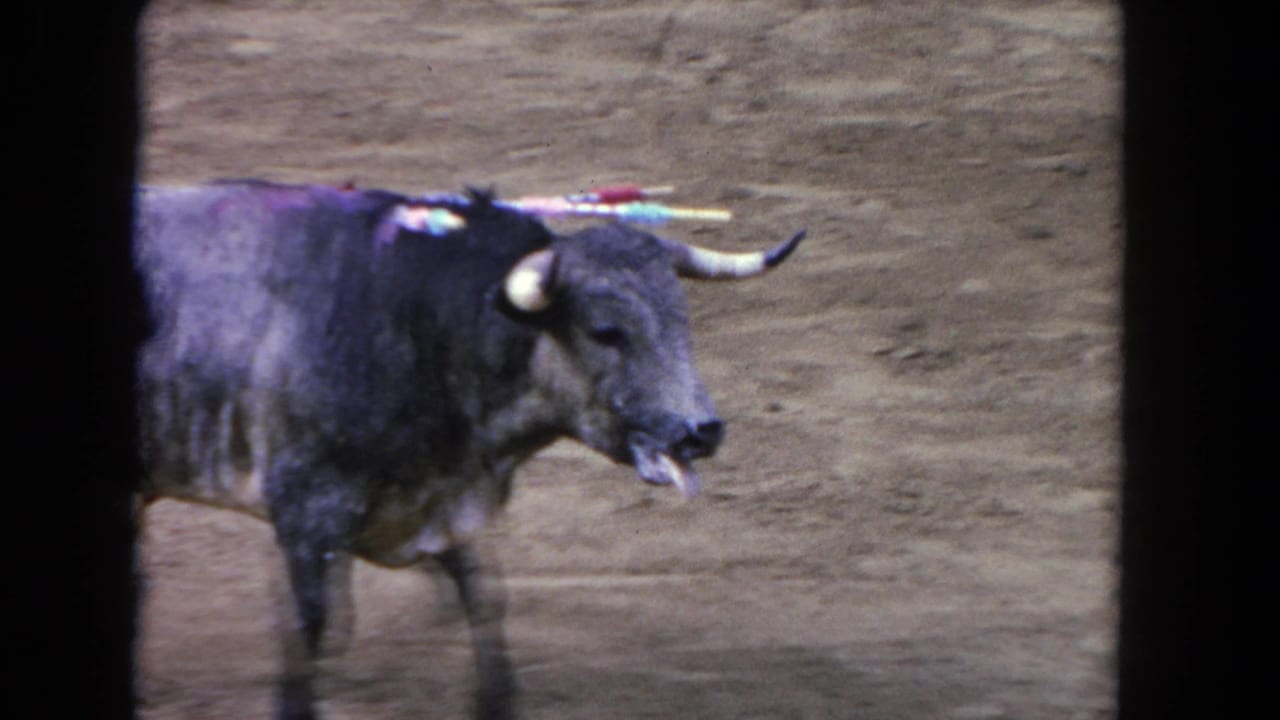 Bull with banderillas advancing toward camera in a sandy arena, mouth open.