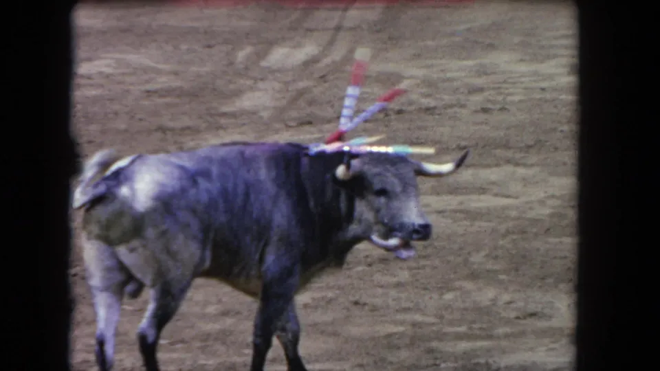 8mm film frame circa 1962 showing a bull in right-profile on a sandy arena floor, banderillas with colored ribbons visible on its back, no people in frame.