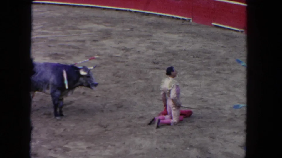Matador kneels on sandy arena floor in a de rodillas pose with bull standing nearby; 1962 8mm spectator footage.