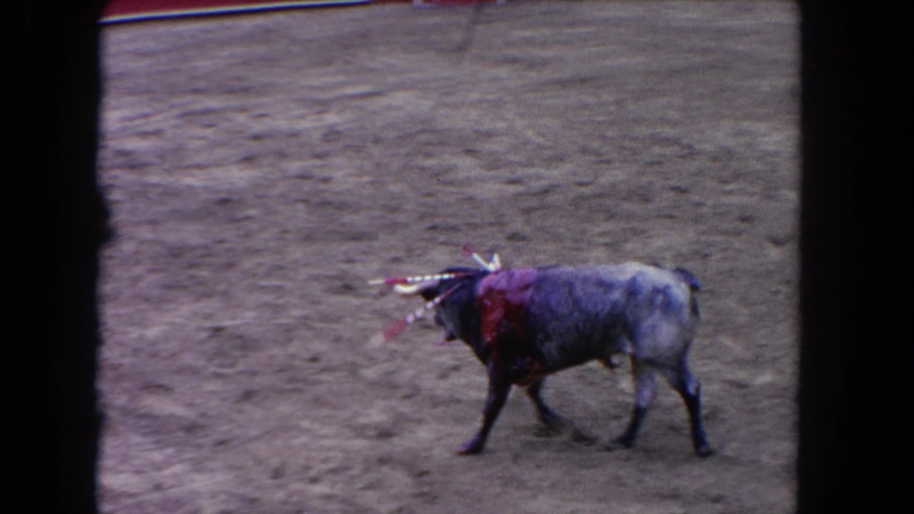 Gray bull with several decorated banderillas planted in its back and shoulders stands in the sandy arena, circa 1962 Los Angeles bullfighting event.