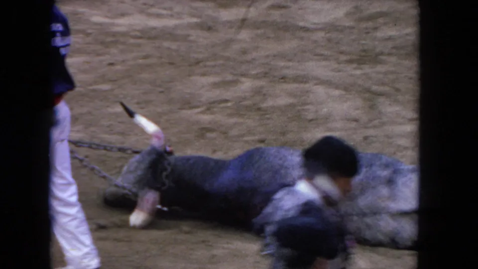 1962 8mm home movie: bull lying fallen on the sandy bullring floor after the match, a crouching figure beside it and a partial silhouette at frame left.