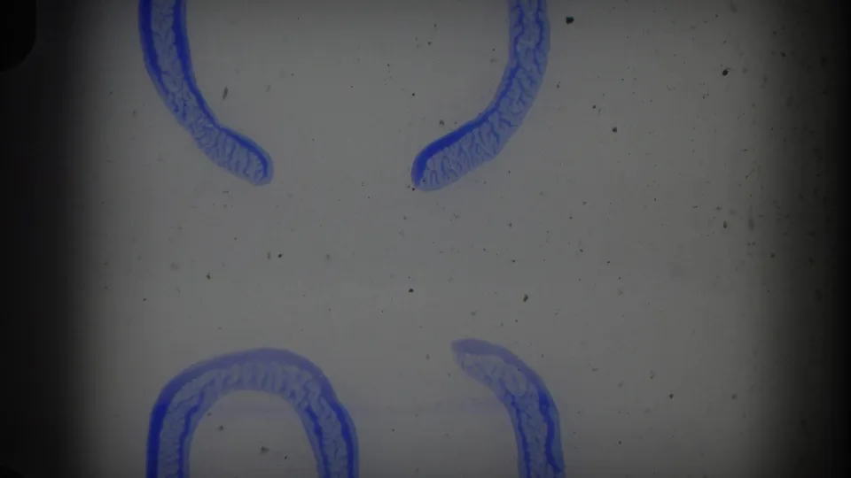 8mm frame showing blue curved markings on a pale background, with dust and dark gate edges visible.