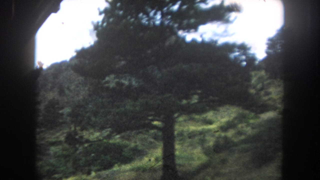 View through a train window of green pine trees and a grassy hillside, shot on 8mm film.