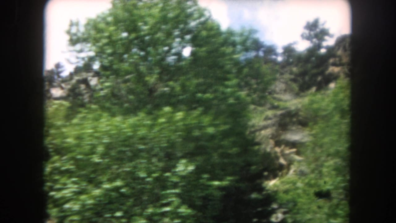 Dense green deciduous and evergreen trees fill the frame, with rocky terrain visible beneath the canopy.