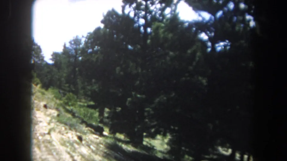 8mm home-movie of dense pine and evergreen forest canopy along a mountain road, Summit County, Colorado, circa 1962.