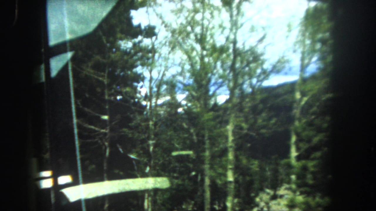 Train window or doorway frame visible at left, leafy deciduous trees filling the view, blue sky visible through the canopy.