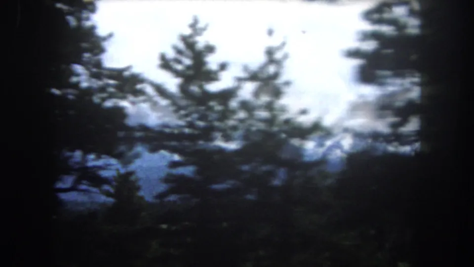 8mm close-up of conifer canopy against a bright overcast sky with mountain backdrop, Summit County, Colorado, c. 1962.