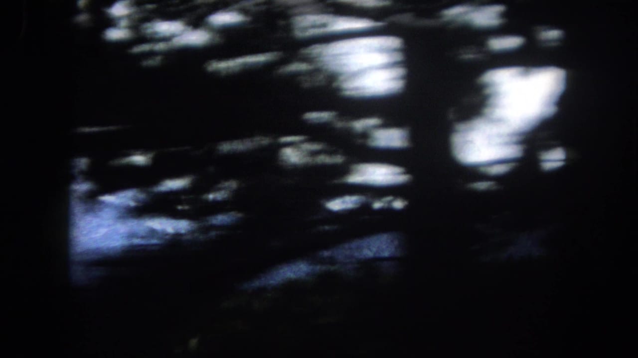 8mm home movie opener through dark pine branch silhouettes toward a snow-capped mountain, Summit County, Colorado, circa 1962.
