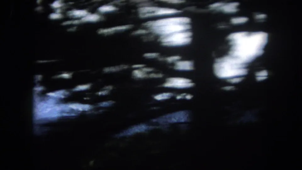 8mm home movie opener through dark pine branch silhouettes toward a snow-capped mountain, Summit County, Colorado, circa 1962.