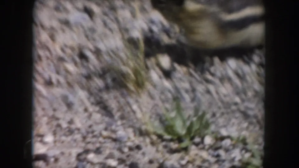 A soft, handheld 1962 Colorado 8mm close-up shows pebbled ground, sparse plants, and a partially visible squirrel moving through frame.