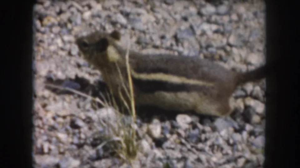 A squirrel forages on gravelly ground beside sparse alpine plants in 1962 Summit County, Colorado home-movie footage.