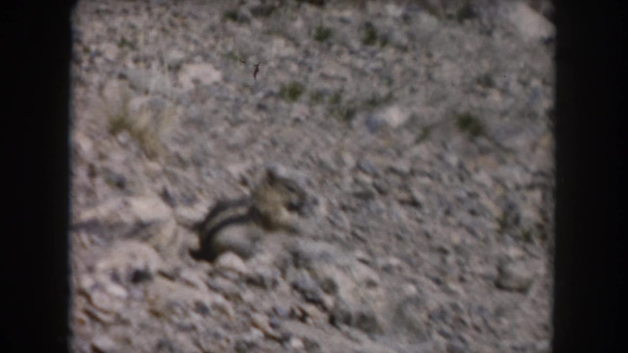 Small chipmunk-like rodent on a rocky slope with sparse dry grass.
