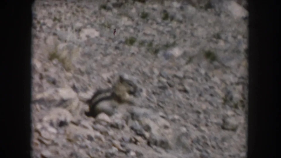 A small chipmunk-like rodent appears on a sunlit rocky slope in Summit County, Colorado, in grainy 1962 8mm footage.