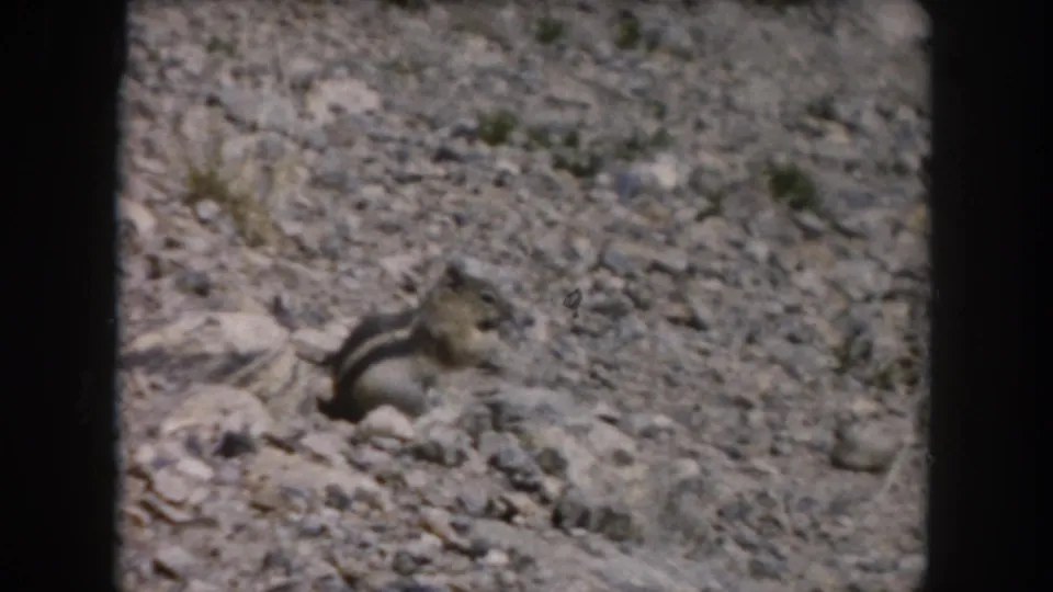 The chipmunk-like rodent remains low against the gravel and rocks, framed by handheld 8mm footage from the Colorado hillside.