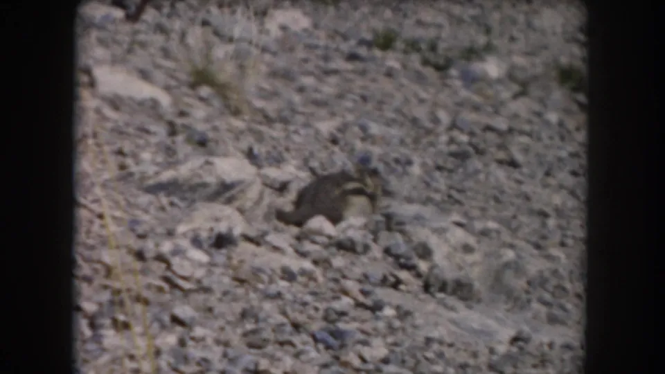 A small rodent moves across the rocky Summit County hillside, with slight blur and grain from the 1962 8mm home-movie source.