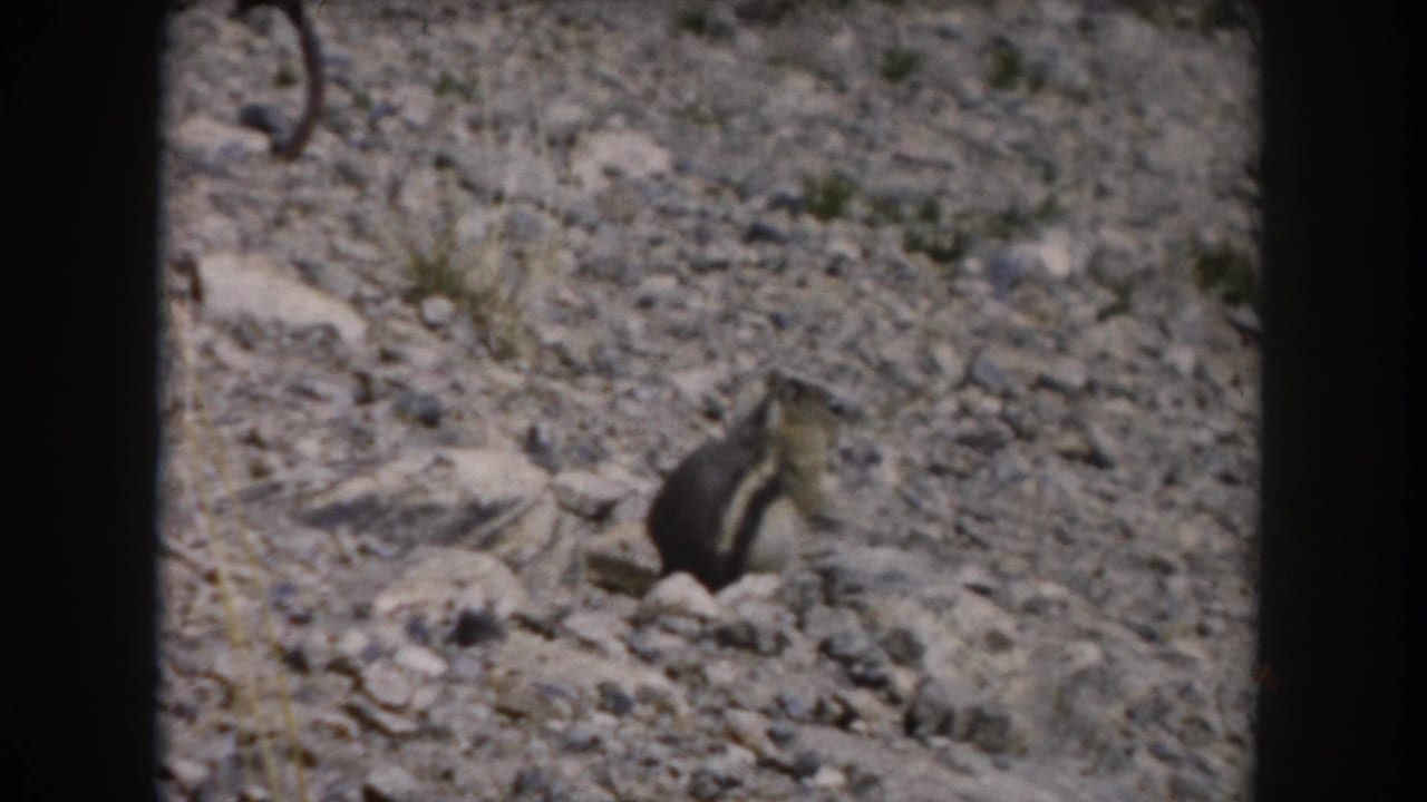 A chipmunk stands on gravelly ground in the 1962 Summit County, Colorado home-movie scene.