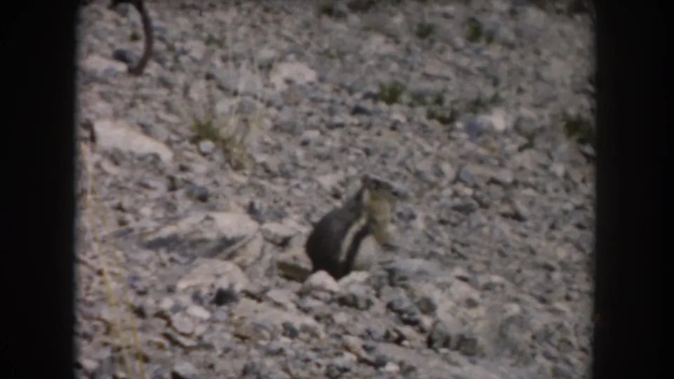 A chipmunk stands on gravelly ground in the 1962 Summit County, Colorado home-movie scene.