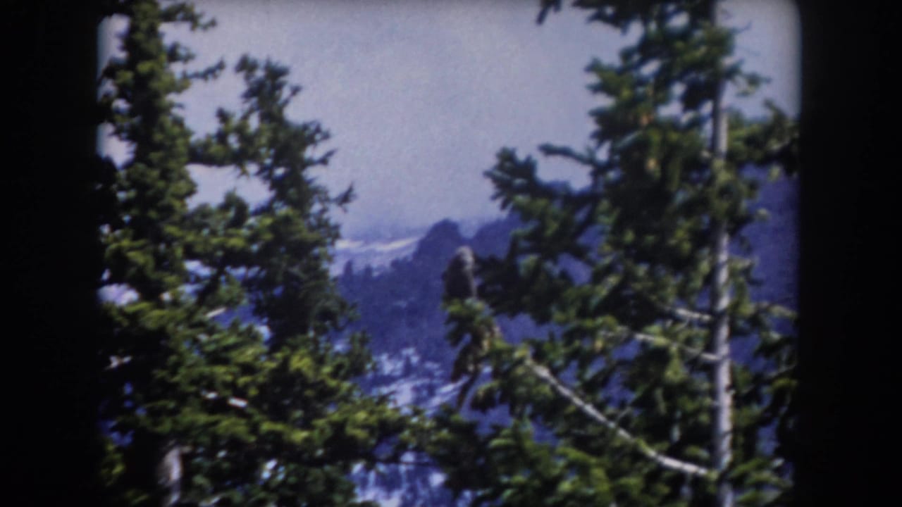 Conifer branches partly obscure a distant snowy mountain ridge and blue sky.