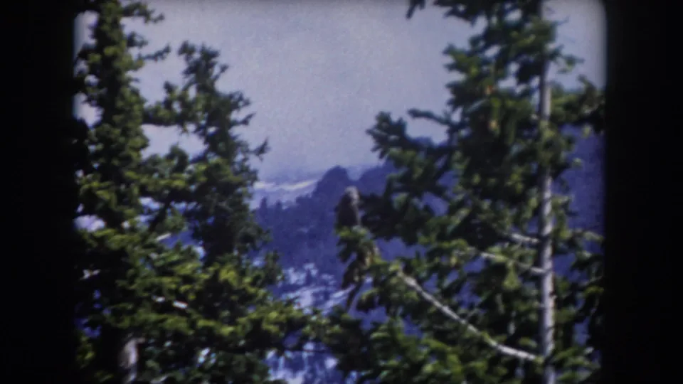 1962 Summit County, Colorado 8mm frame with evergreen branches in the foreground and hazy alpine peaks beyond.