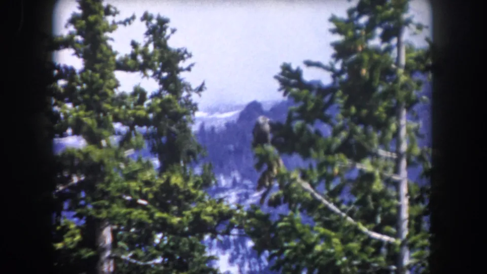 1962 Summit County, Colorado 8mm frame showing conifers, distant snowy peaks, and a small perched bird-like figure in the foliage.