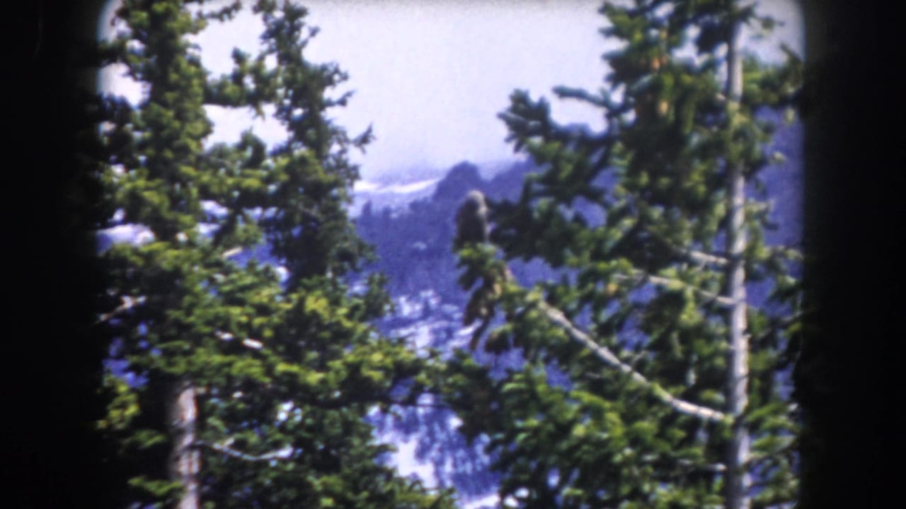 Evergreen trees in front of snow-dusted mountain ridges under a pale sky.