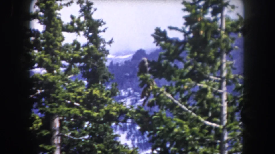 1962 Summit County, Colorado 8mm frame showing evergreens partly obscuring distant snow-dusted mountains.